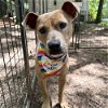 adoptable Dog in whitestone, NY named Pixel