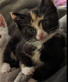 adoptable Cat in whitestone, ny, NY named Belen