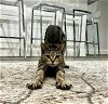 adoptable Cat in whitestone, NY named Ashani