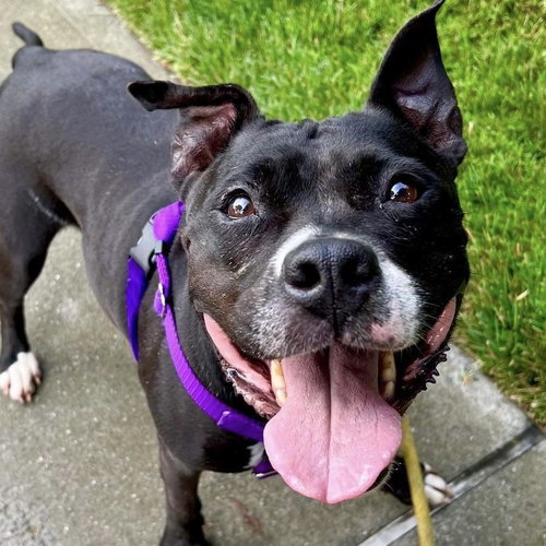 CARLY WITWICKY - American Staffordshire Terrier / Terrier available for adoption