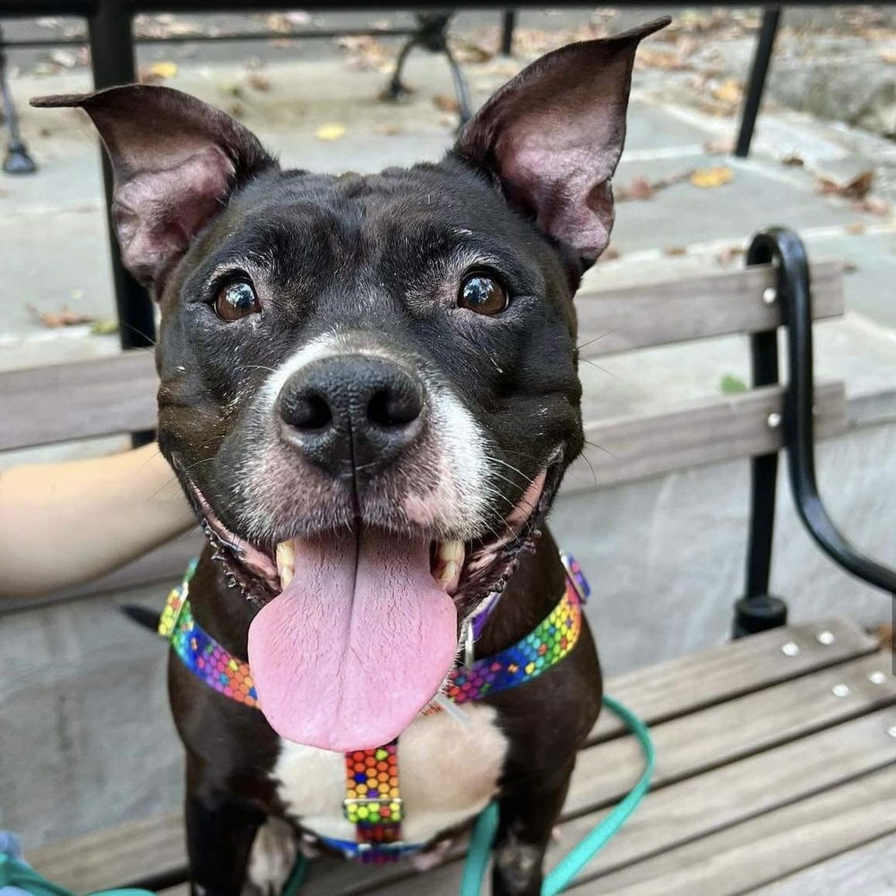 adoptable Dog in Whitestone, NY named Carly Witwicky