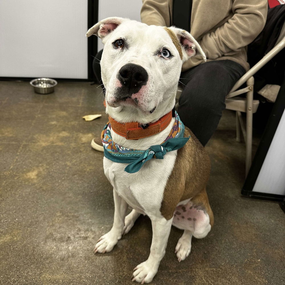 adoptable Dog in Whitestone, NY named Velma