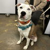adoptable Dog in  named Velma