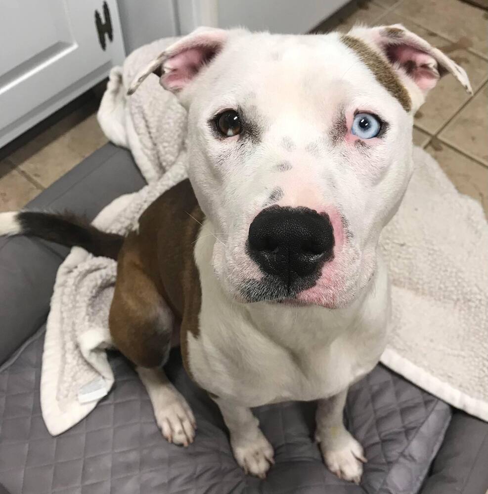 adoptable Dog in Whitestone, NY named Velma