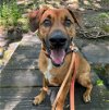 adoptable Dog in whitestone, NY named Aston