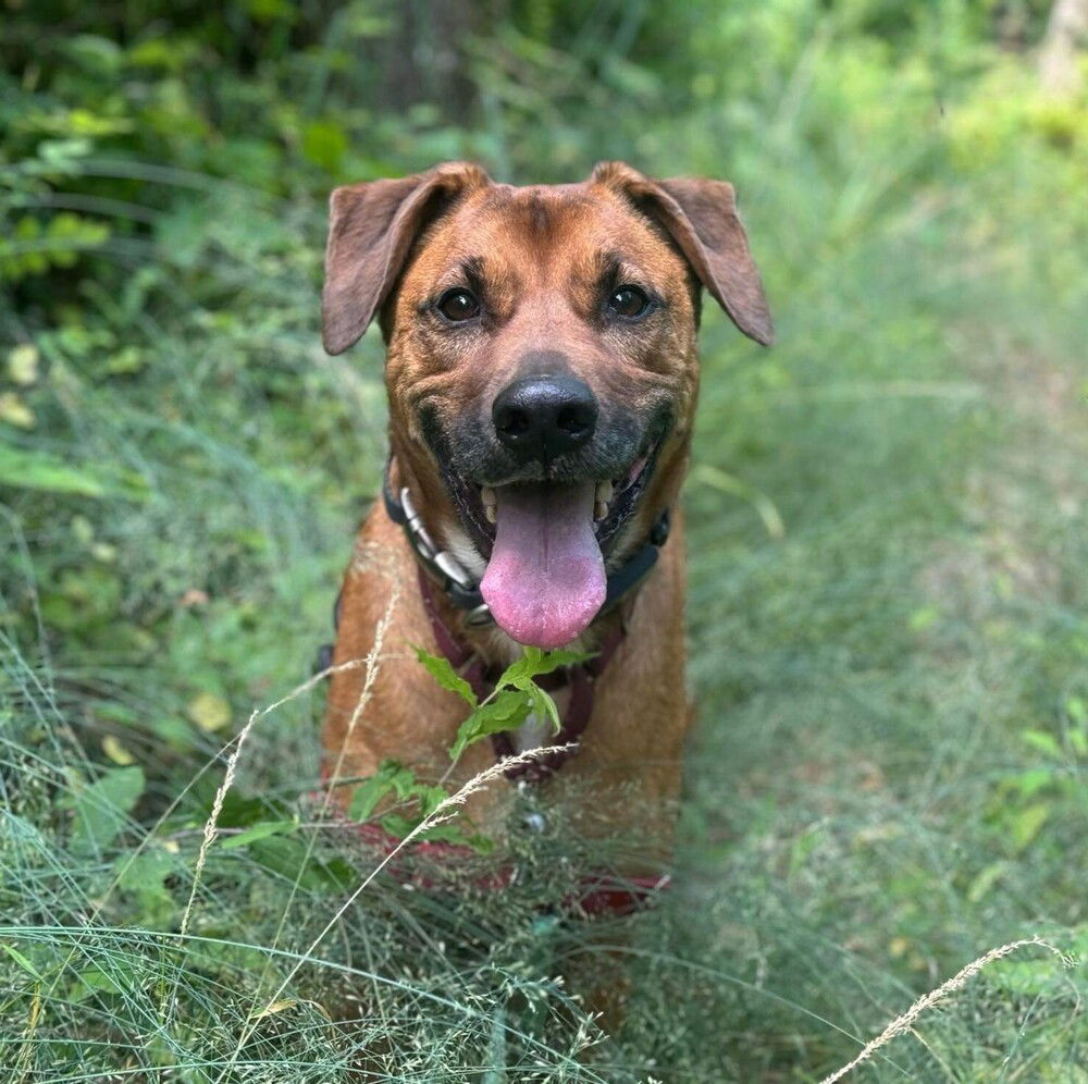 adoptable Dog in Whitestone, NY named Aston