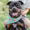 adoptable Dog in whitestone, NY named Norbert