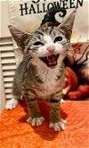 adoptable Cat in whitestone, NY named Barron