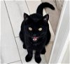 adoptable Cat in whitestone, NY named Prada