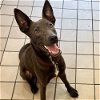 adoptable Dog in whitestone, NY named Meeka