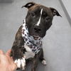 adoptable Dog in whitestone, NY named Sevyn