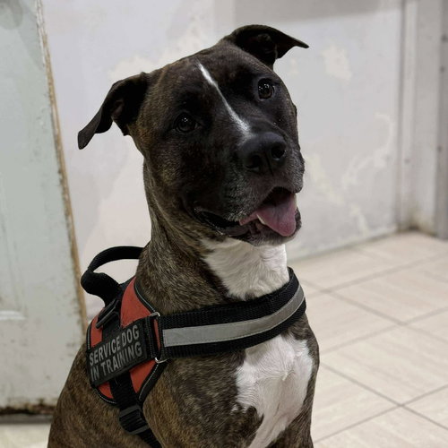 SEVYN - American Staffordshire Terrier / Terrier available for adoption