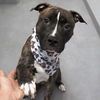 adoptable Dog in Whitestone, NY named Sevyn