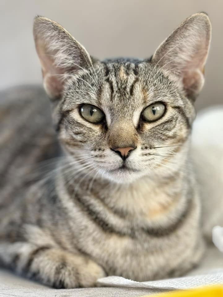 adoptable Cat in Whitestone, NY named Little Jill