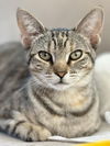 adoptable Cat in Whitestone, NY named Little Jill