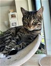adoptable Cat in whitestone, NY named Luna