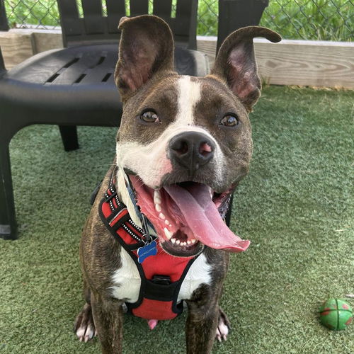 picture of the dog needing adoption