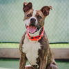 adoptable Dog in whitestone, NY named Joey Taco