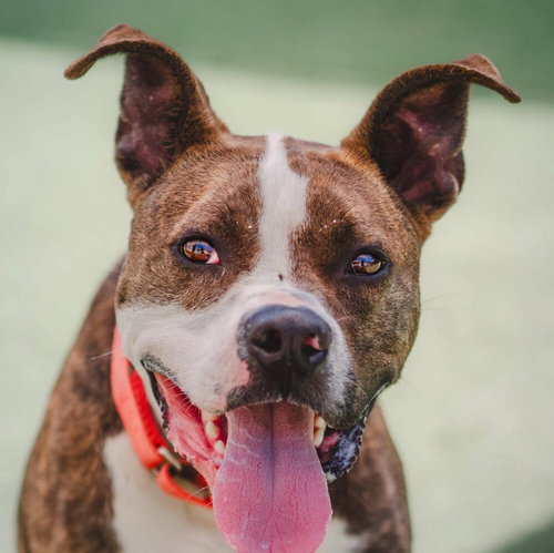 JOEY TACO - American Staffordshire Terrier / Terrier available for adoption
