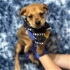 adoptable Dog in whitestone, NY named Download (p)