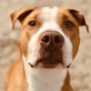Lola - Photo 3