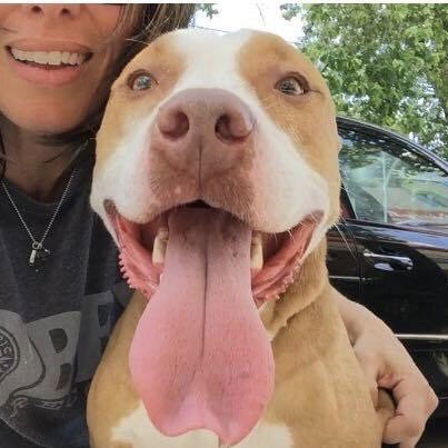 LOLA - American Staffordshire Terrier / Terrier available for adoption