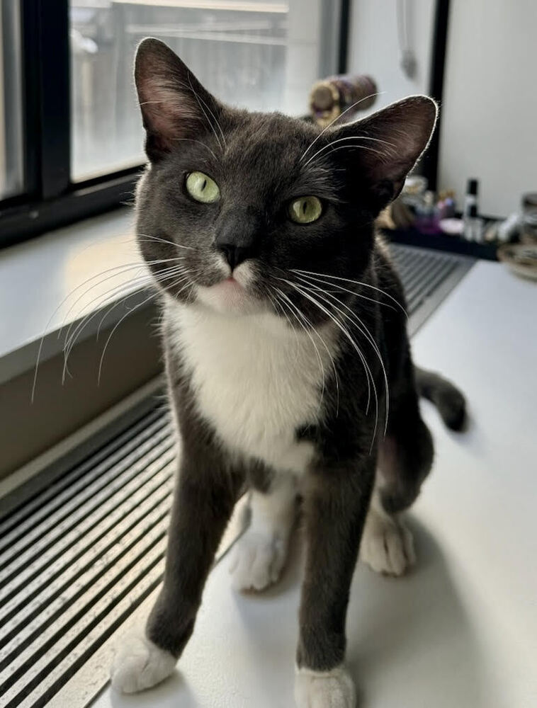 adoptable Cat in Whitestone, NY named Clyde