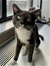 adoptable Cat in whitestone, NY named Clyde