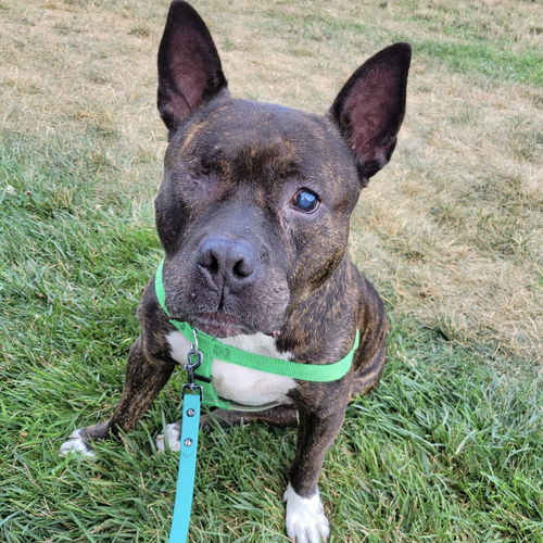 picture of the dog needing adoption