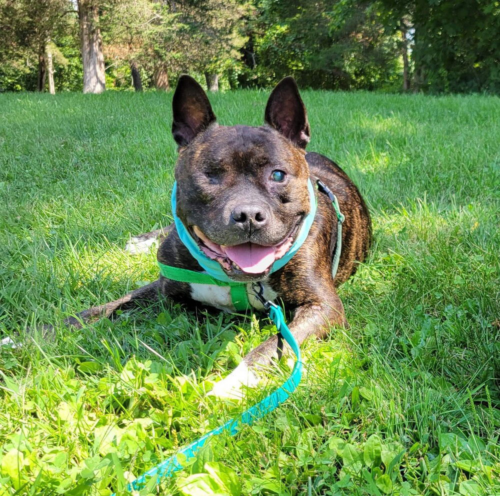 adoptable Dog in Whitestone, NY named Oscar Stone