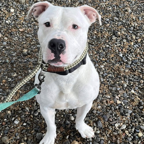 TOMMY TALCUM - American Staffordshire Terrier / Terrier available for adoption