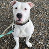 adoptable Dog in whitestone, NY named Tommy Talcum