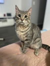 adoptable Cat in Whitestone, NY named Hunter