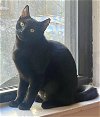 adoptable Cat in whitestone, NY named Marina