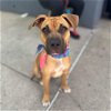 adoptable Dog in whitestone, NY named Cash