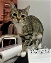 adoptable Cat in whitestone, NY named Maria