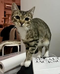 adoptable Cat in Whitestone, NY named Maria