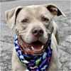 adoptable Dog in whitestone, NY named Ragnar