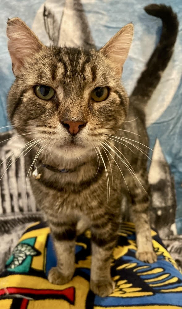 adoptable Cat in Whitestone, NY named Cappucino