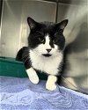 adoptable Cat in whitestone, NY named Batman
