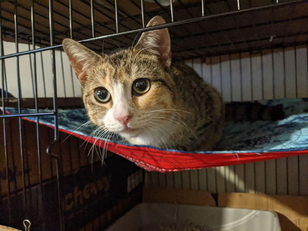 adoptable Cat in Whitestone, NY named Aghata