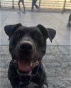 adoptable Dog in whitestone, NY named Delilah