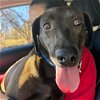 adoptable Dog in whitestone, NY named Mia Peppercorn