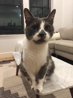 adoptable Cat in Whitestone, NY named Juliet