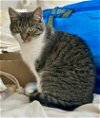 adoptable Cat in whitestone, NY named Lucy