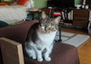 adoptable Cat in whitestone, NY named Lucy