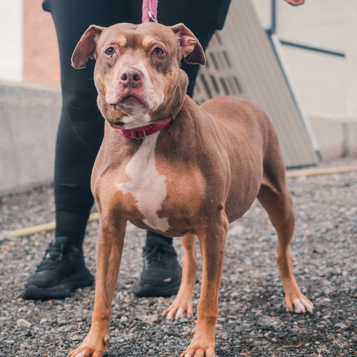 BUTTERS - Boxer / Terrier available for adoption