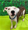 adoptable Dog in whitestone, NY named Ayra