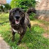 adoptable Dog in whitestone, NY named Lucky
