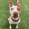 adoptable Dog in whitestone, NY named Chance